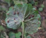 Glechoma hederacea