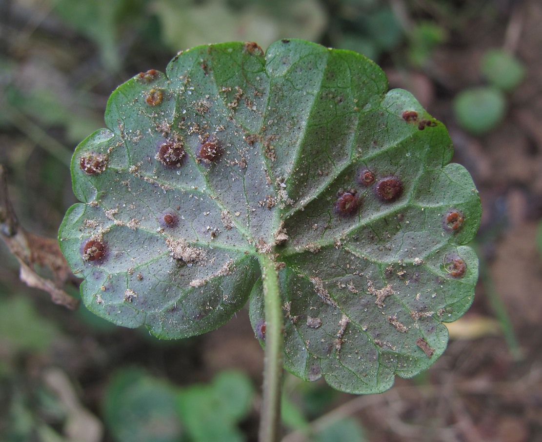 Изображение особи Glechoma hederacea.