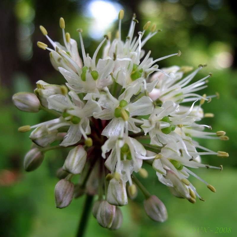 Изображение особи Allium ochotense.