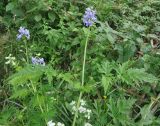 Delphinium anthriscifolium. Верхушка цветущего растения. Южный Китай, провинция Гуйлинь, в 15 км к востоку от городка Яншо (Yangshuo, 阳朔), деревня Лиогонг, берег реки Ли (Линцзян). 5 апреля 2015 г.