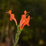 Tecomaria capensis