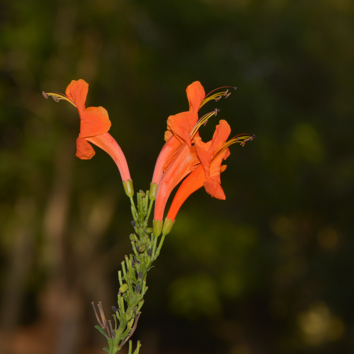 Изображение особи Tecomaria capensis.