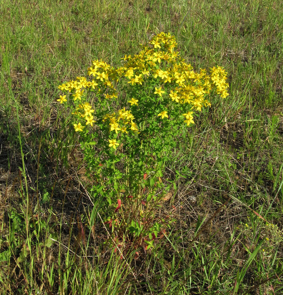 Изображение особи Hypericum perforatum.