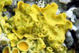 Xanthoria parietina. Часть таллома с развивающимися апотециями. Ростовская обл., Неклиновский р-н, Новобессергеневское с/п, у дороги на стволе дерева. 06.02.2013.