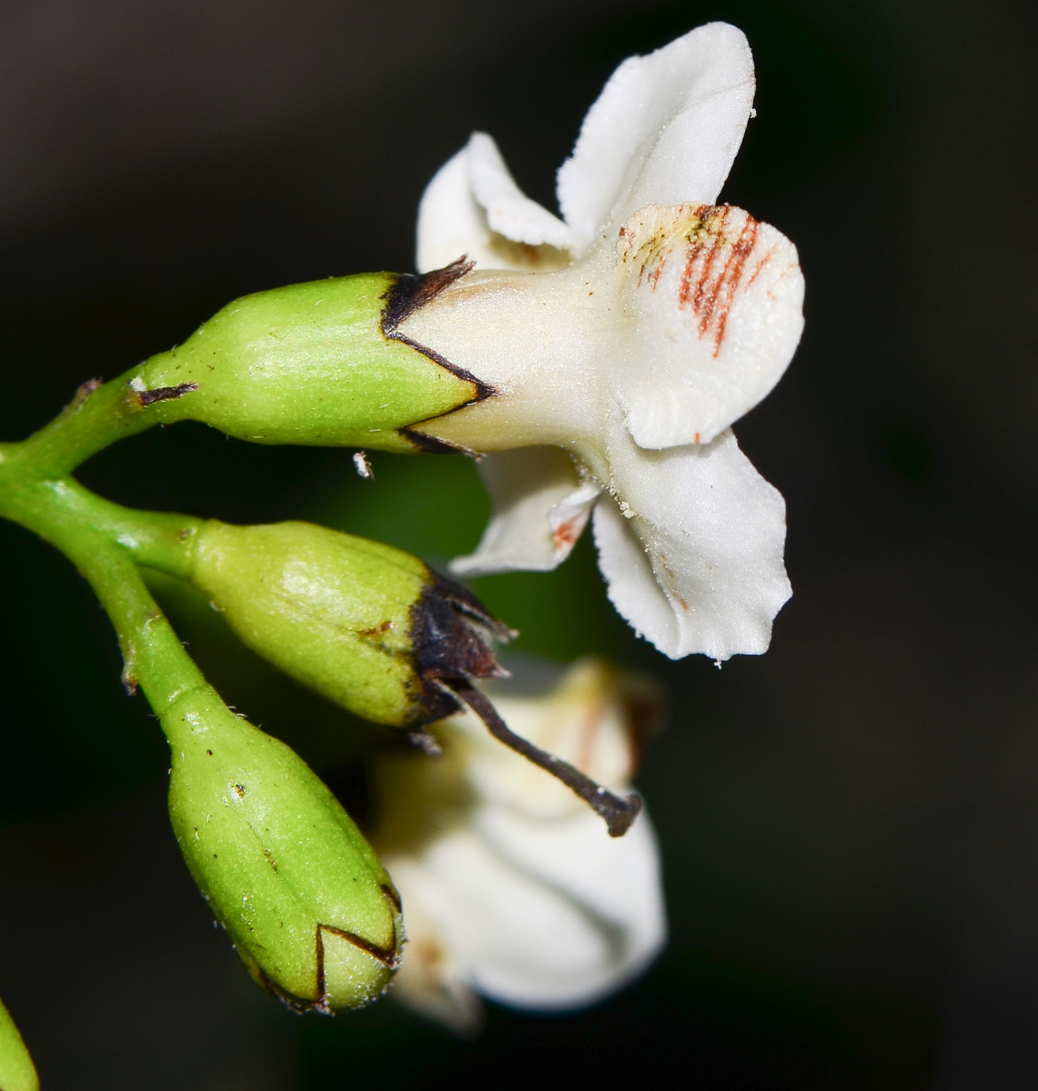 Image of Bourreria ovata specimen.