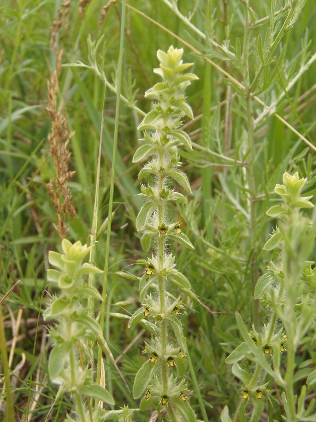 Image of Sideritis montana specimen.