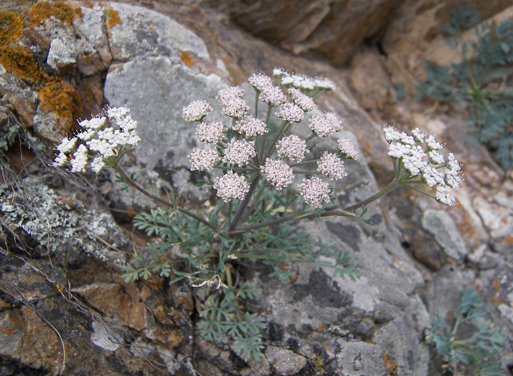 Image of Seseli petraeum specimen.