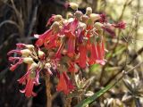 Kalanchoe tubiflora. Отцветающие соцветия. Австралия, Новый Южный Уэльс, пос. Лайтнинг Ридж, возле заброшенного карьера, где добывали опалы. 14.09.2009.