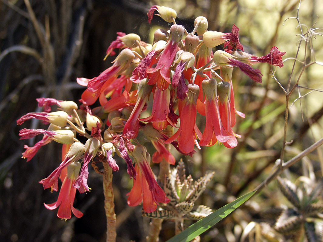 Image of Kalanchoe tubiflora specimen.