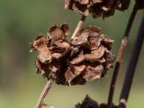 Rumex confertus