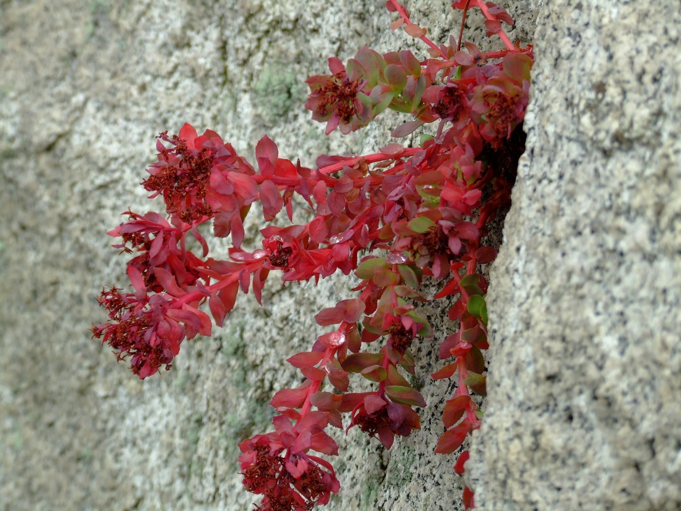 Image of Rhodiola integrifolia specimen.