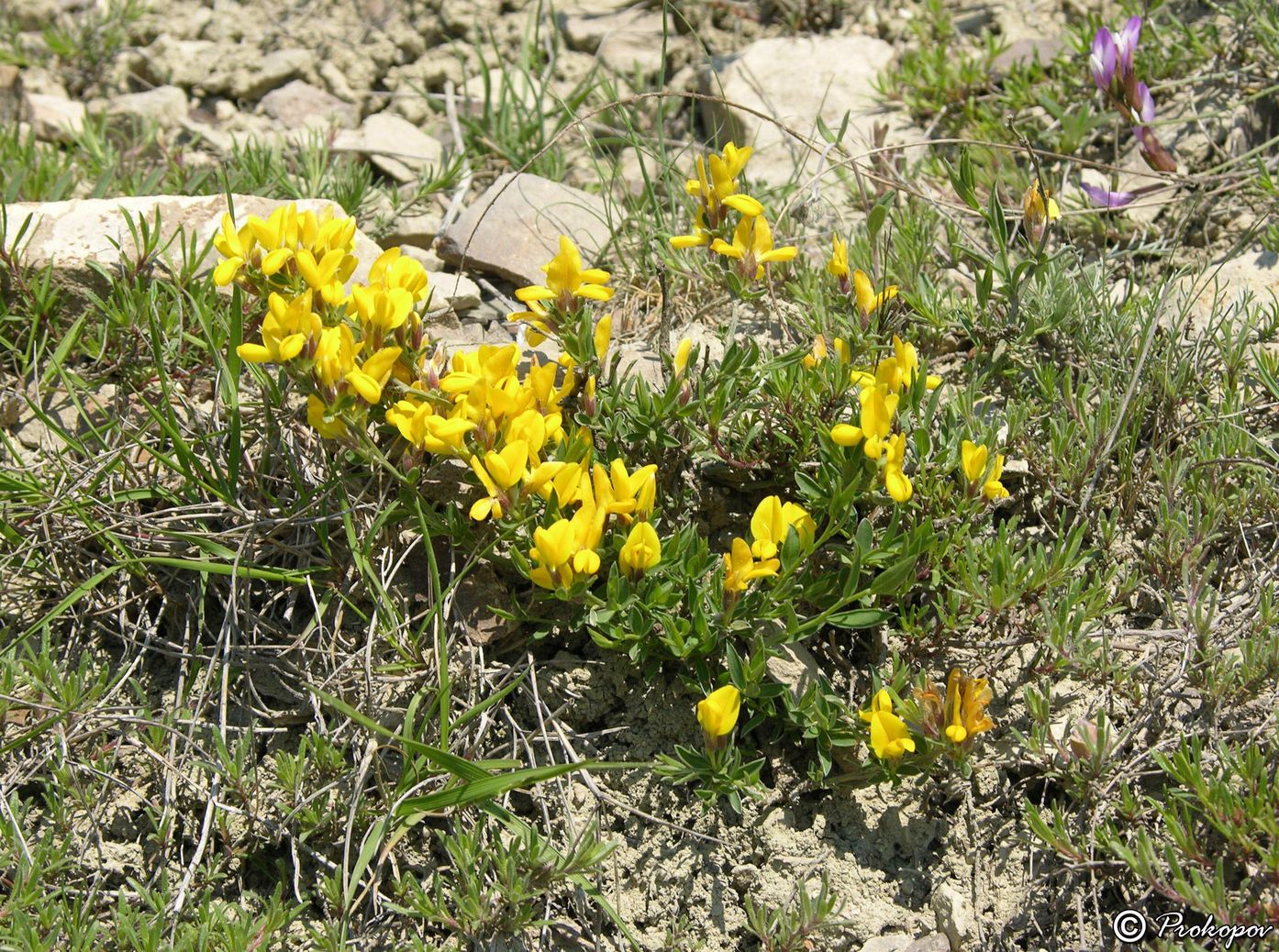 Изображение особи Genista depressa.