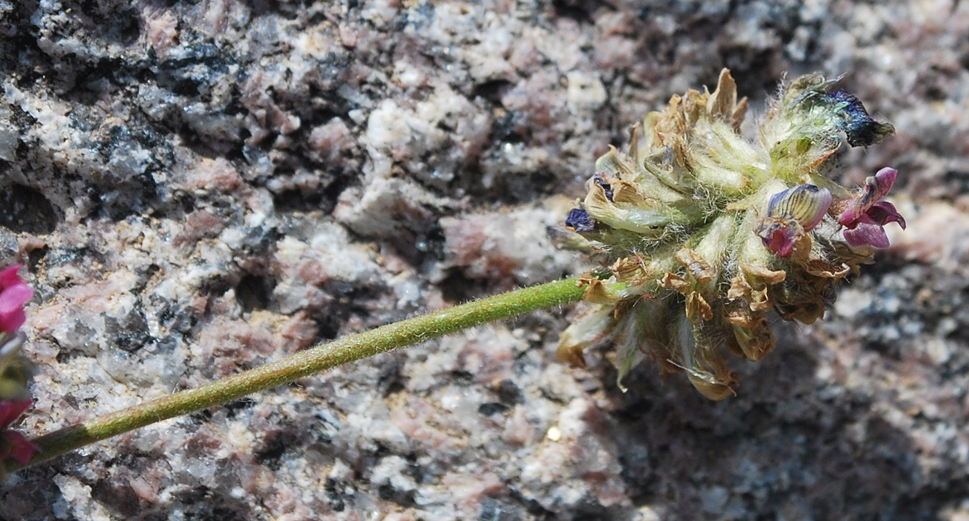 Image of Oxytropis microsphaera specimen.