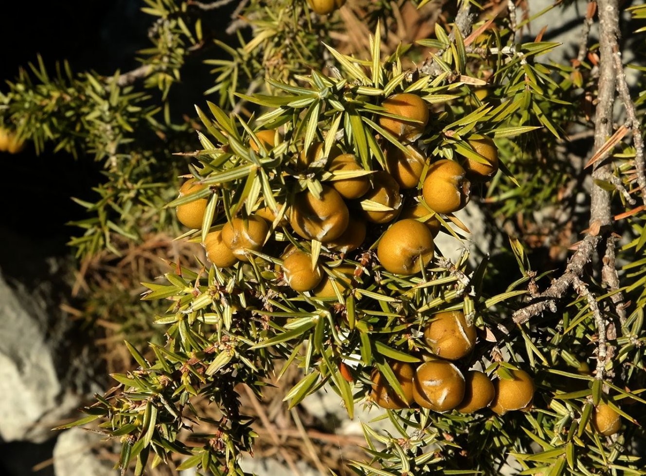 Изображение особи Juniperus deltoides.