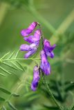 Vicia cracca. Соцветие и лист. Карельский перешеек, окр. Сертолово. 21.07.2008.