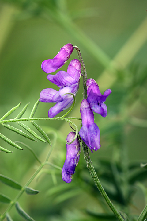 Image of Vicia cracca specimen.