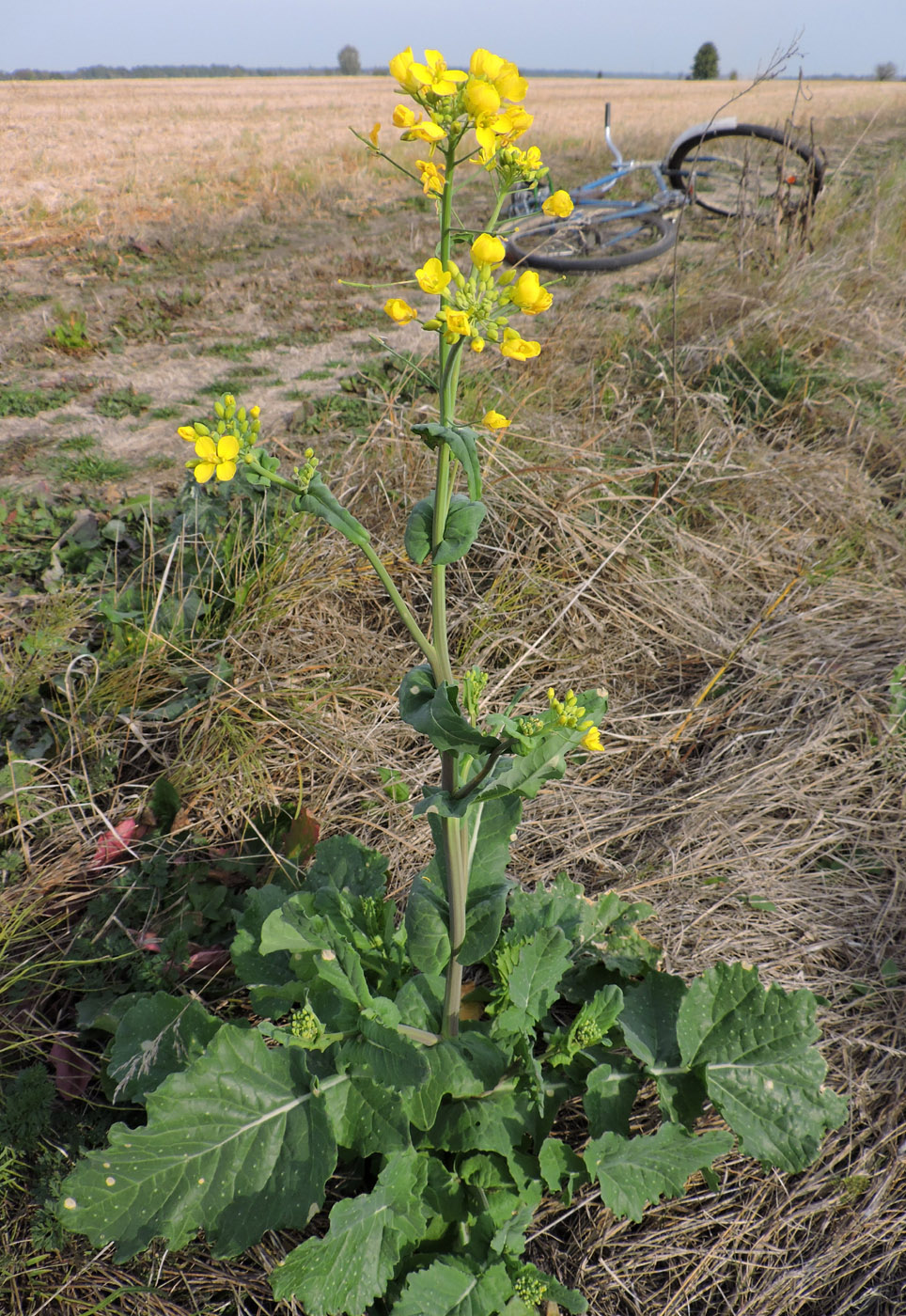 Изображение особи Brassica napus.