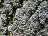 Phaeophyscia orbicularis