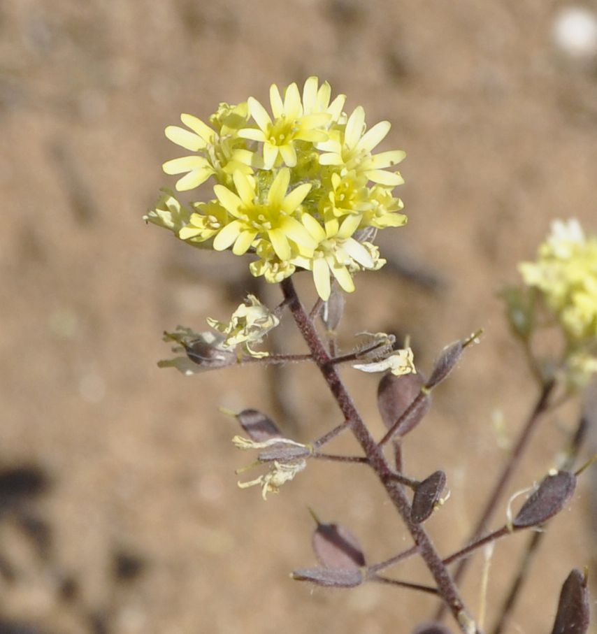 Изображение особи Berteroa orbiculata.