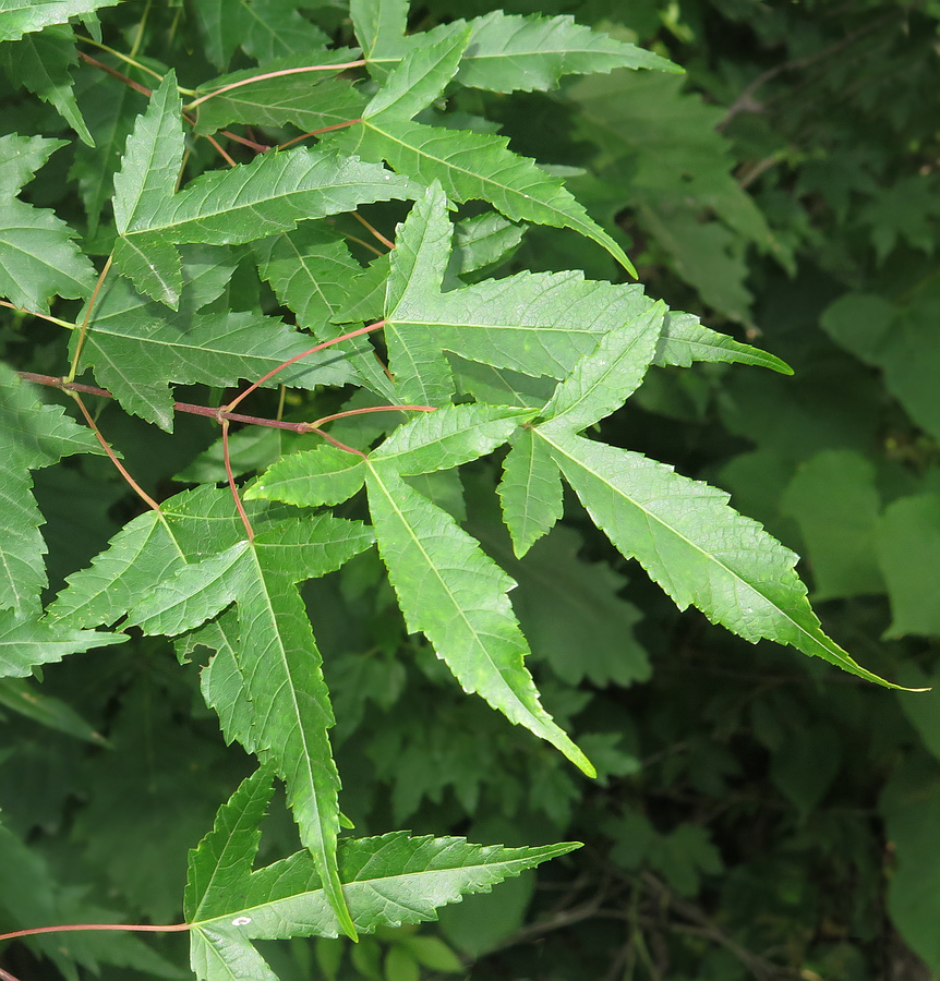 Image of Acer ginnala specimen.