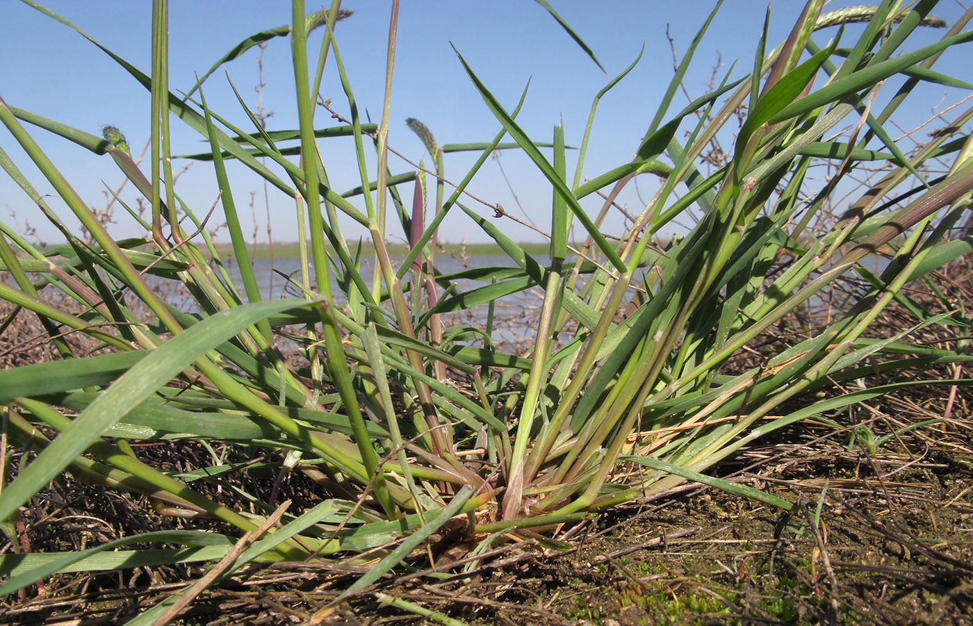 Image of Alopecurus myosuroides specimen.