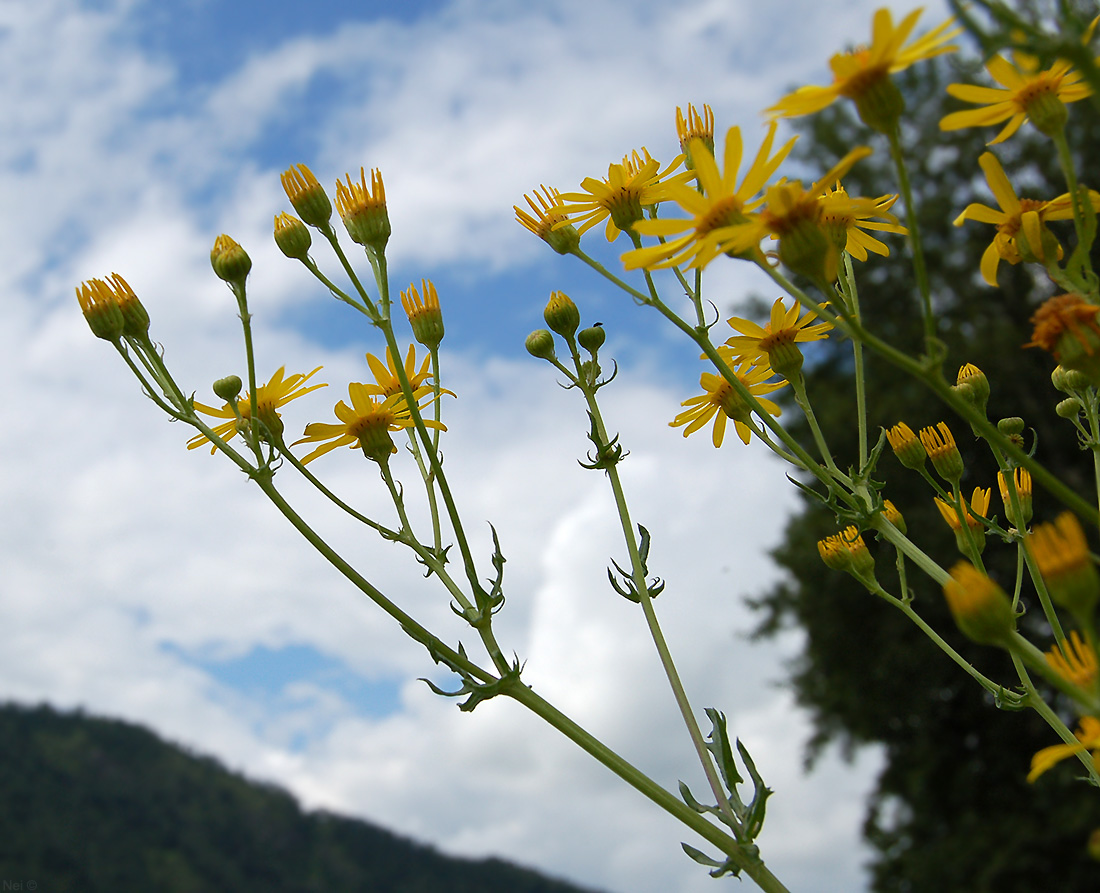 Изображение особи Senecio jacobaea.