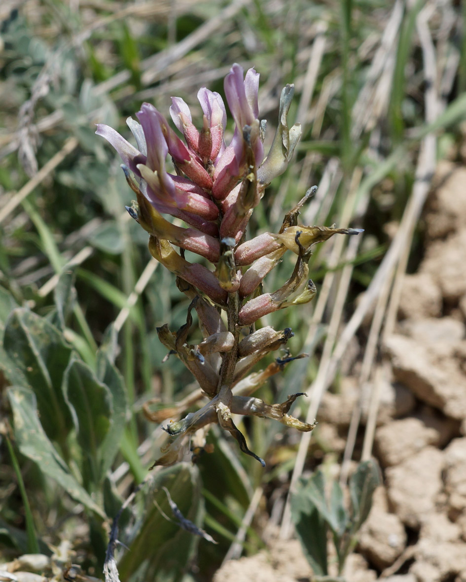 Изображение особи род Astragalus.