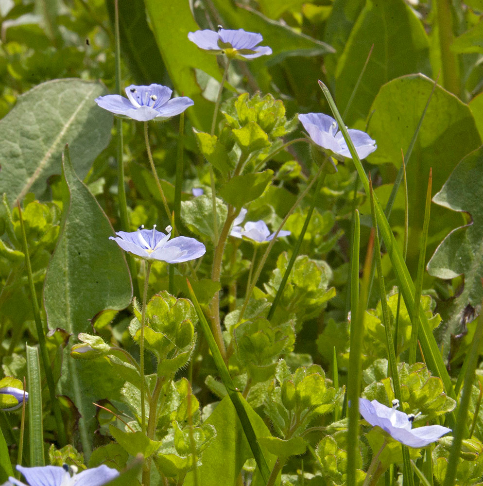 Image of Veronica filiformis specimen.