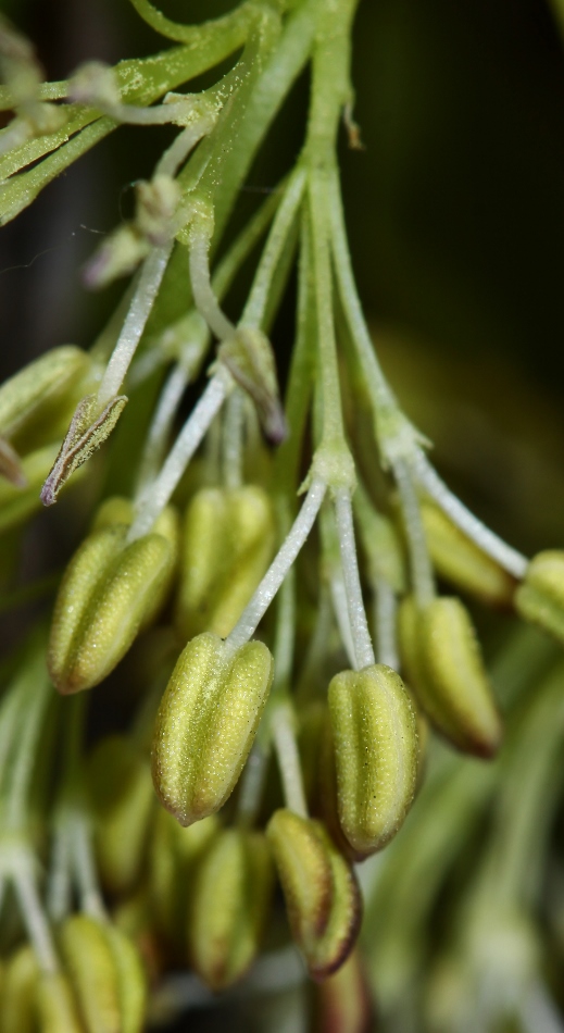 Изображение особи Fraxinus rhynchophylla.