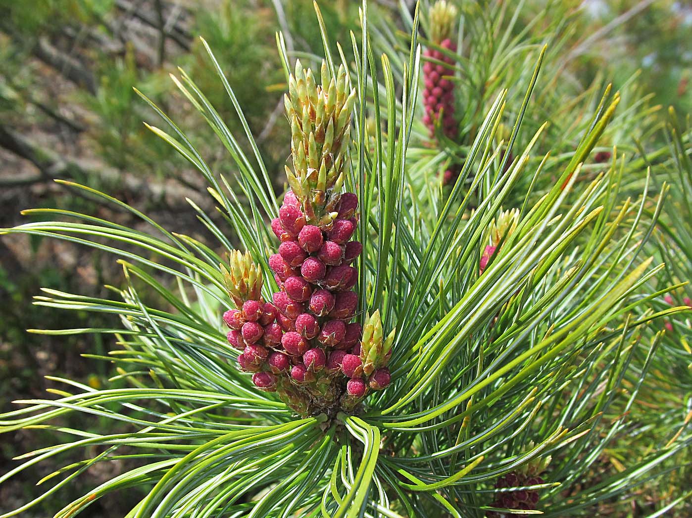 Изображение особи Pinus pumila.