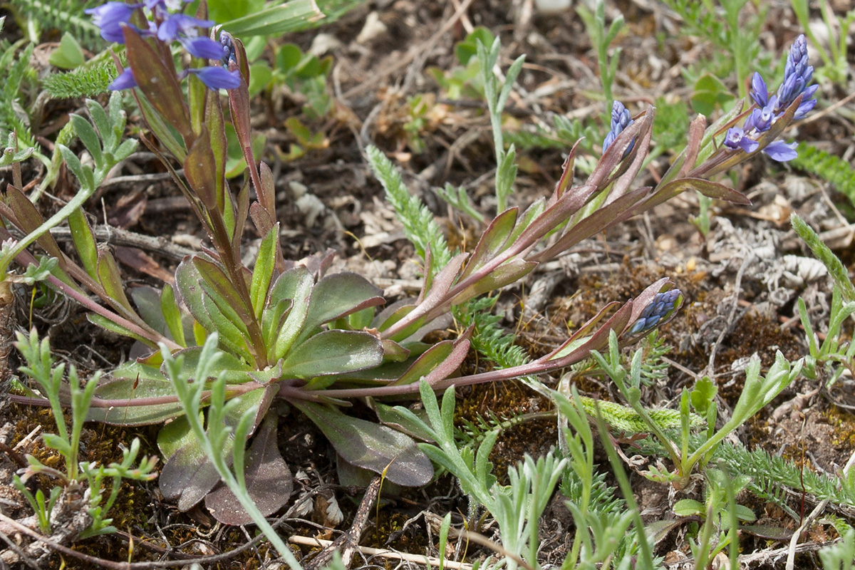 Image of Polygala amarella specimen.