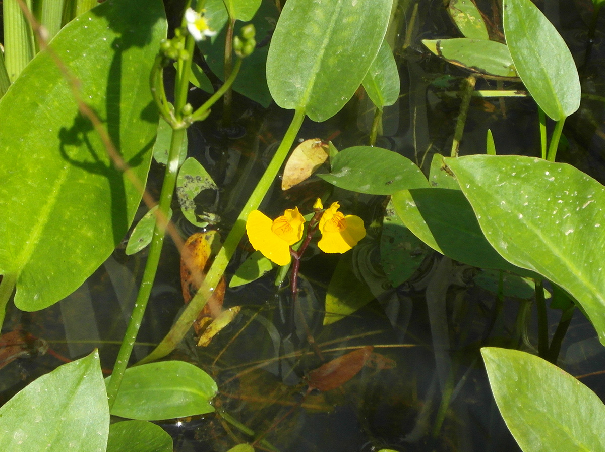 Изображение особи Utricularia australis.