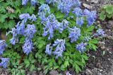 Corydalis turtschaninovii