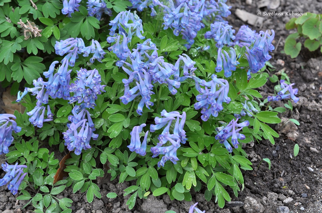 Изображение особи Corydalis turtschaninovii.