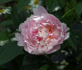 Paeonia lactiflora