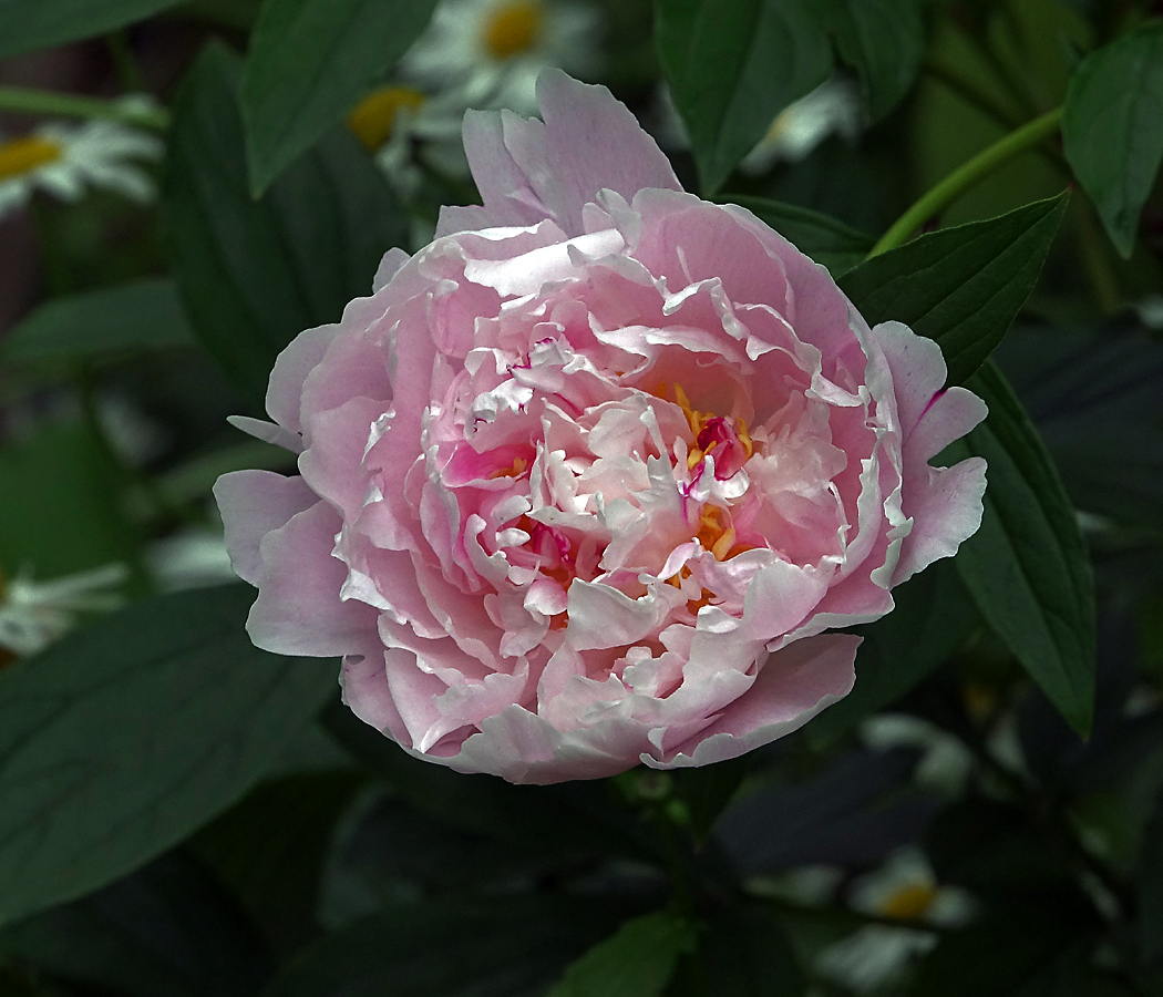 Изображение особи Paeonia lactiflora.