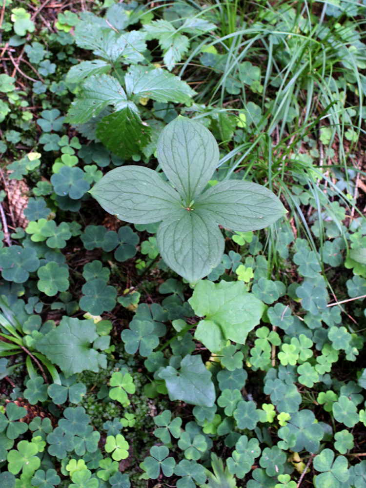 Изображение особи Paris quadrifolia.