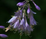 Hosta albomarginata