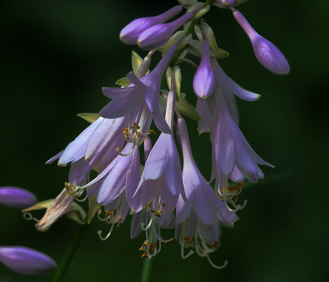 Изображение особи Hosta albomarginata.