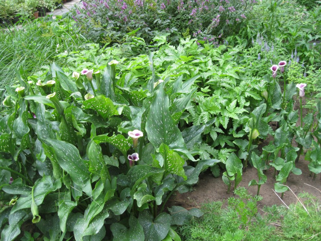 Изображение особи Zantedeschia elliottiana.