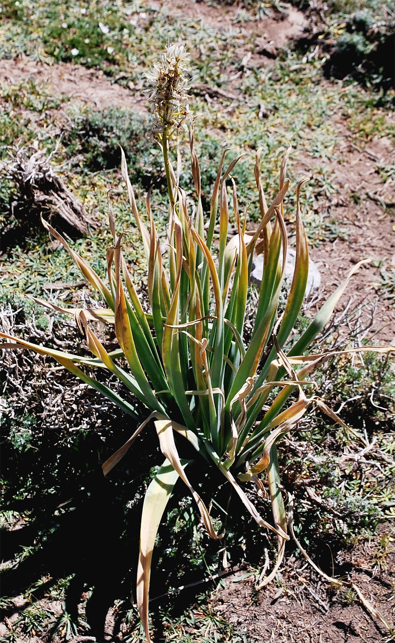 Image of Eremurus kaufmannii specimen.