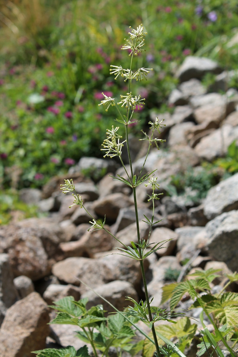 Изображение особи Asperula molluginoides.