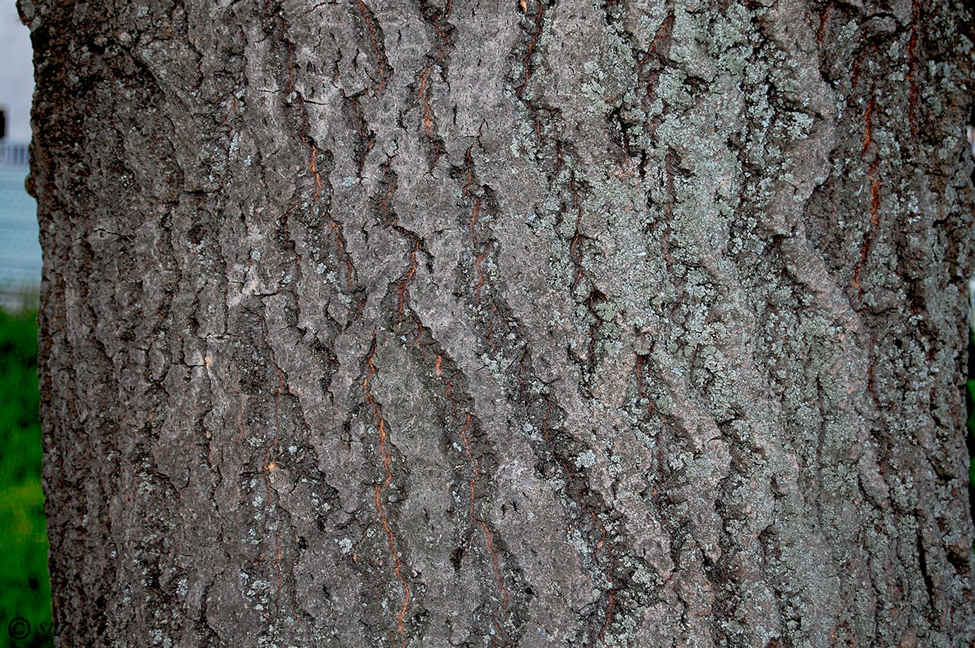 Изображение особи Populus tremula.