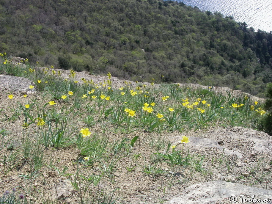 Image of Tulipa suaveolens specimen.