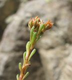 Sedum tenellum. Верхушка побега с плодами. Кабардино-Балкария, Эльбрусский р-н, долина р. Адылсу, ок. 2450 м н.у.м., каменистое место. 23.08.2017.