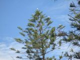 Araucaria heterophylla