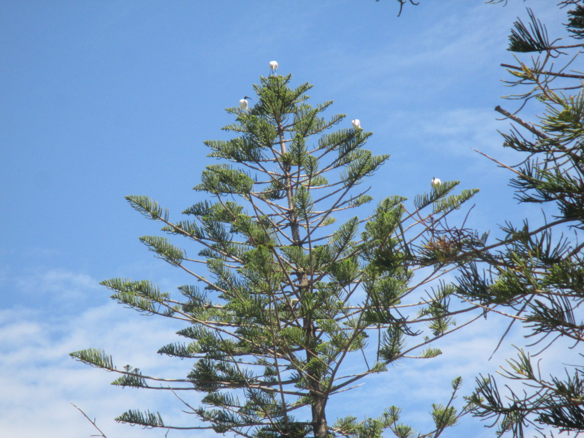 Изображение особи Araucaria heterophylla.