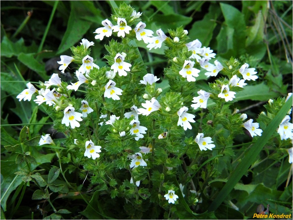 Изображение особи Euphrasia rostkoviana.