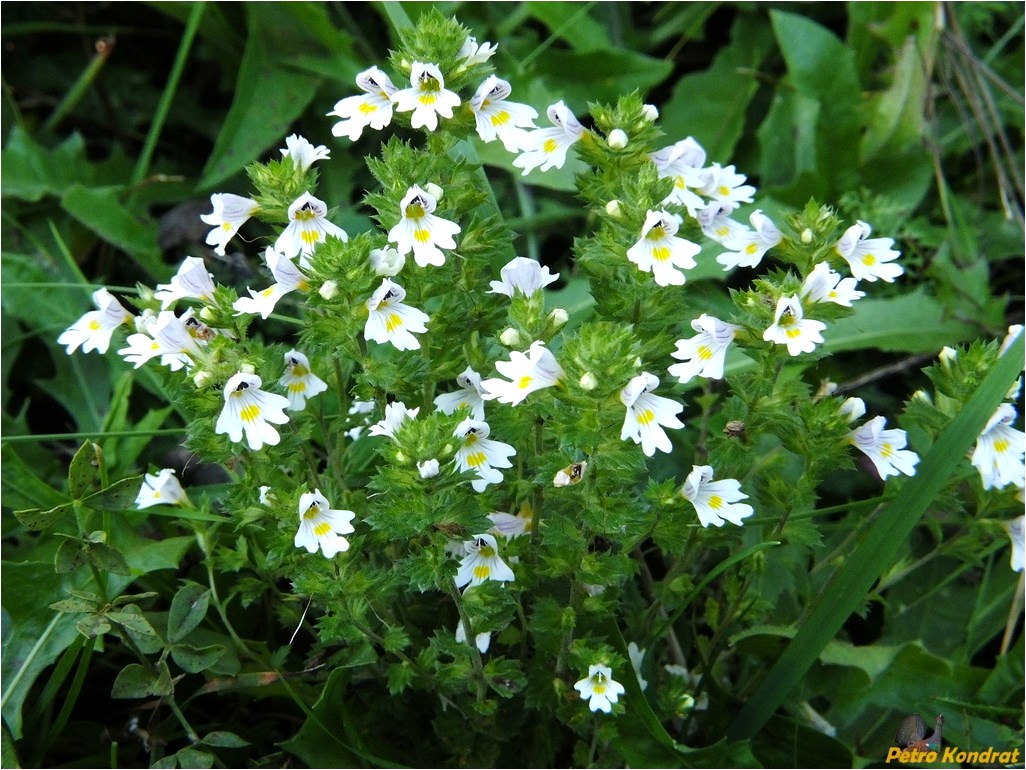 Изображение особи Euphrasia rostkoviana.