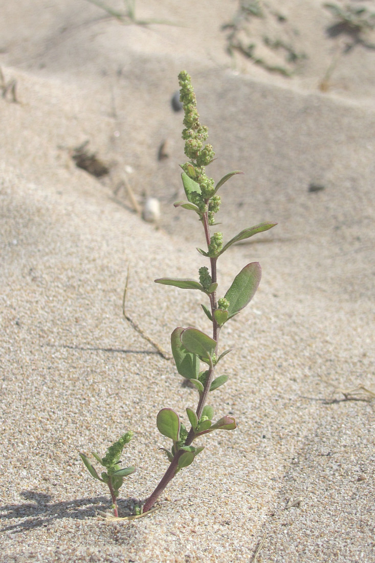 Изображение особи Chenopodium strictum.